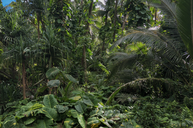 Forêt tropicale